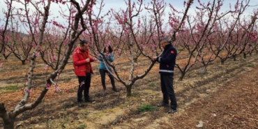 Çanakkale’de zirai don hasar tespit çalışmaları başladı