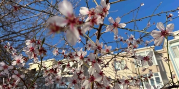 Güneşe aldanan badem ağaçları çiçek açtı