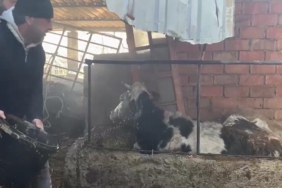 Ahır yangınında büyükbaş hayvanlar son anda kurtarıldı