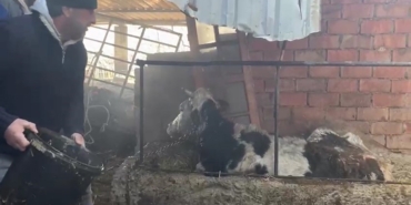 Ahır yangınında büyükbaş hayvanlar son anda kurtarıldı