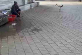 Yusuf dayının leyleği ’Bilal’ bu yıl da geldi