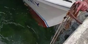Çanakkale’de denize düşen kediyi, balıkçı kurtardı