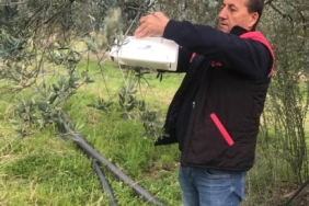 Havran’da zeytin güvesi alarmı