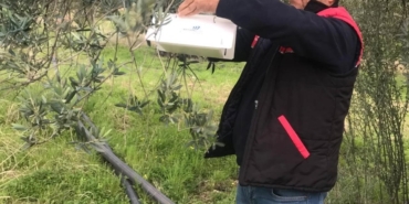 Havran’da zeytin güvesi alarmı