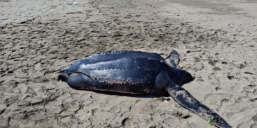 İlk kez Karadeniz’de görüldü: Ölüm sebebi denize atılan poşetler olabilir
