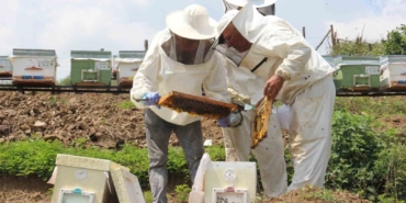 Zirai don ağzımızın tadını kaçıracak; bal üretimi düşecek