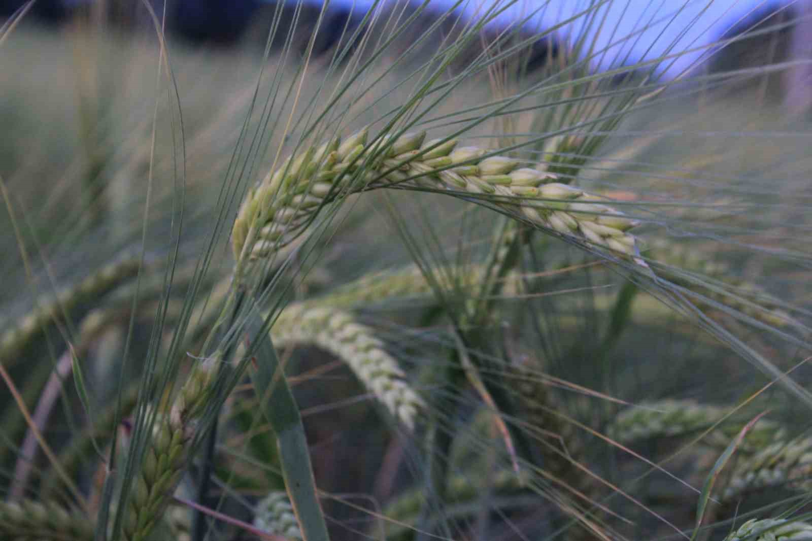 Türkiye’de hububatı, don, kuraklık ve fare tehdit ediyor