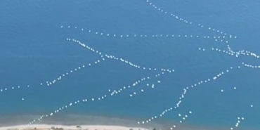 Göç yolundaki pelikanlar mest etti: Gökyüzünden muhteşem görüntüler