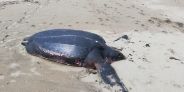 Okyanusların ‘şampiyonu’ Sakarya’da ölü olarak sahile vurdu