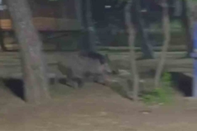 Acıkan yaban domuzu mesire alanına indi