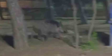 Acıkan yaban domuzu mesire alanına indi