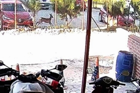 Bahçesindeki karacayı görünce hayrete düştü