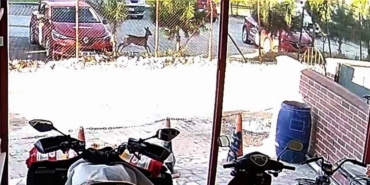 Bahçesindeki karacayı görünce hayrete düştü