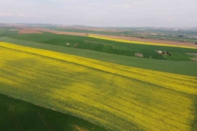 Yeşil ile sarının dansı: Tekirdağ’da kanola tarlaları görsel şölen sunuyor
