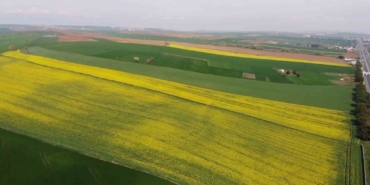 Yeşil ile sarının dansı: Tekirdağ’da kanola tarlaları görsel şölen sunuyor
