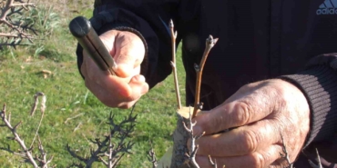 Balıkesirli vatandaş hayır için meralardaki 10 bin ağacı aşıladı