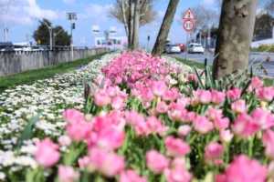 Sultangazi’nin cadde ve sokaklarına bahar geldi