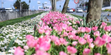 Sultangazi’nin cadde ve sokaklarına bahar geldi