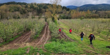 Çanakkale’de zirai don hasar tespit çalışmaları devam ediyor
