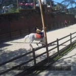 Çekmeköy Hayvanat Bahçesi’ndeki hayvanlar depremi böyle hissetti