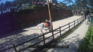 Çekmeköy Hayvanat Bahçesi’ndeki hayvanlar depremi böyle hissetti