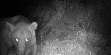 ’Haydut’ ayı kamerada