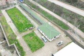 Sokak hayvanları için önemli adımlar atacaklar