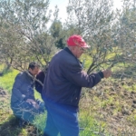 Çanakkale’de zeytin üreticilerine uygulamalı budama ve aşılama eğitimi