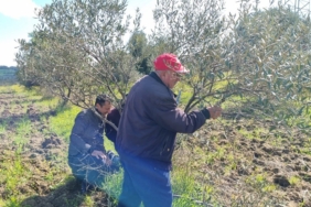 Çanakkale’de zeytin üreticilerine uygulamalı budama ve aşılama eğitimi