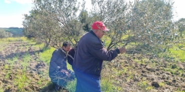 Çanakkale’de zeytin üreticilerine uygulamalı budama ve aşılama eğitimi