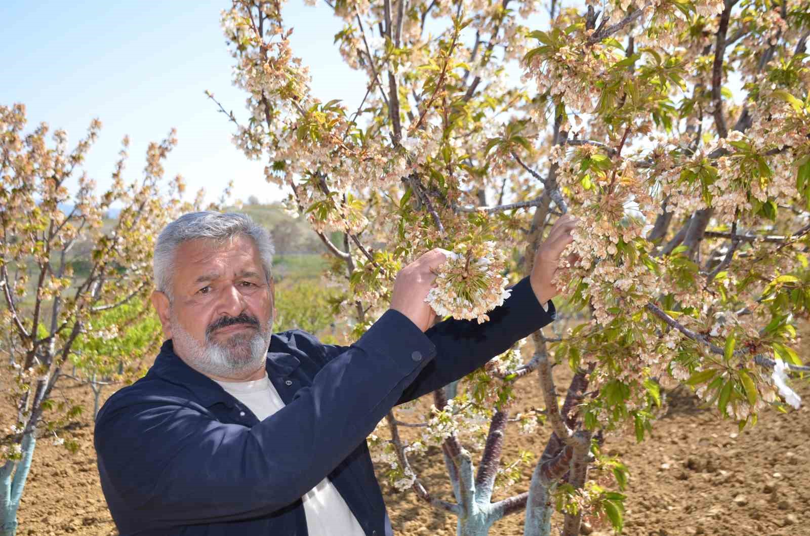 (ÖZEL) Türkiye’nin en ’Erkenci’ kirazını da don vurdu