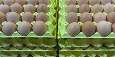 Üniversiteli tavukların yumurtaları daha hesaplı