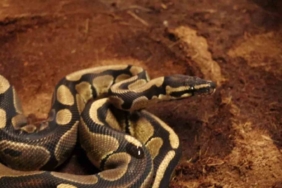 Sakarya’da kraliyet pitonu ele geçirildi, iş yeri sahibine ceza kesildi