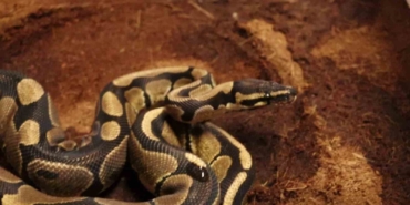 Sakarya’da kraliyet pitonu ele geçirildi, iş yeri sahibine ceza kesildi