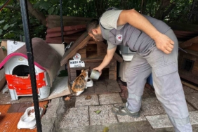 Kağıthane’de bir yılda 10 bin 882 can dost rehabilite edildi