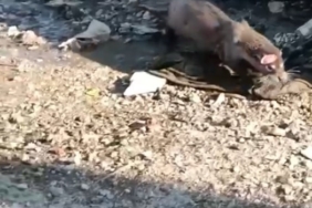 Denizden gelen misafir