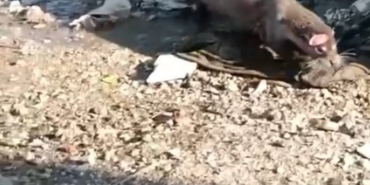 Denizden gelen misafir