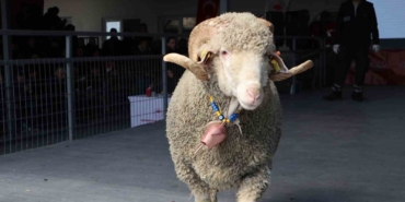 Bandırma’da damızlık koç satışında 246 bin liralık rekor