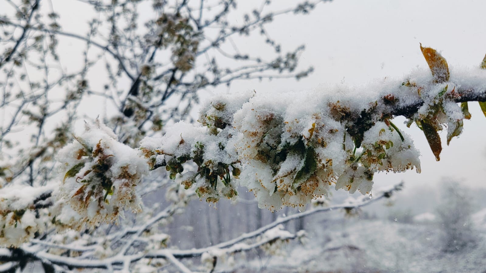Çanakkale’de kiraz ağaçları beyaza büründü