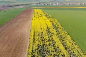 Tarla değil adeta tablo:Tekirdağ’da sarı bahar