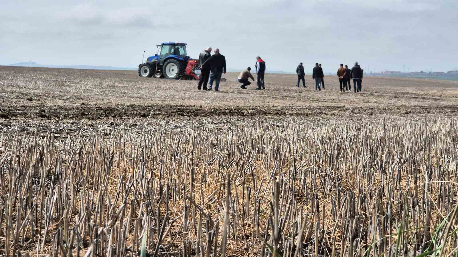 Tekirdağ’da anıza ekim dönemi: Anıza ekim Türkiye’ye örnek olacak