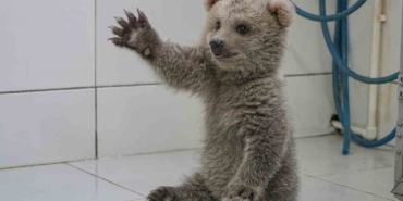 Sevimli yavru ayılar güvenli yuvalarına yerleştirildi