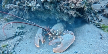 İzmit Körfezi’nde dev ıstakoz görüntülendi