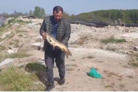 Sazanı ekskavatörle kurtarıp serbest bıraktı