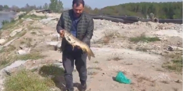 Sazanı ekskavatörle kurtarıp serbest bıraktı