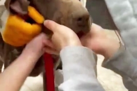 Boğazına ağaç parçası takılan köpeğin yardımına vatandaşlar koştu