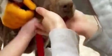 Boğazına ağaç parçası takılan köpeğin yardımına vatandaşlar koştu