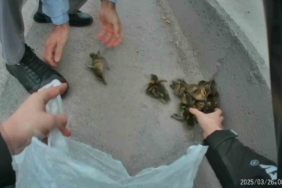 Yavru ördekler trafiği birbirine kattı