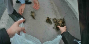 Yavru ördekler trafiği birbirine kattı
