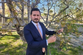 "Kraliyet kirazı" bu yıl çok az olacak